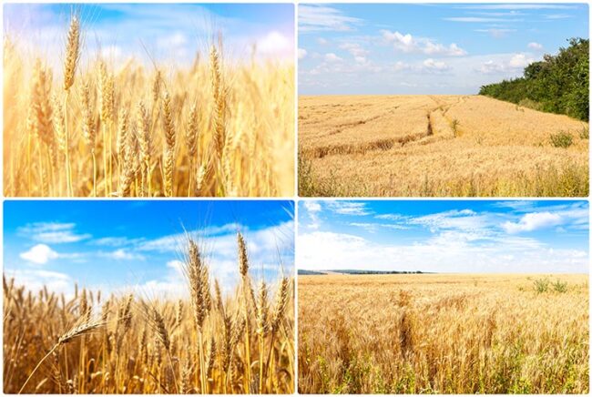 What is Winter Wheat 1