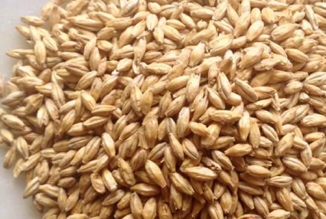 Malt Barley 1