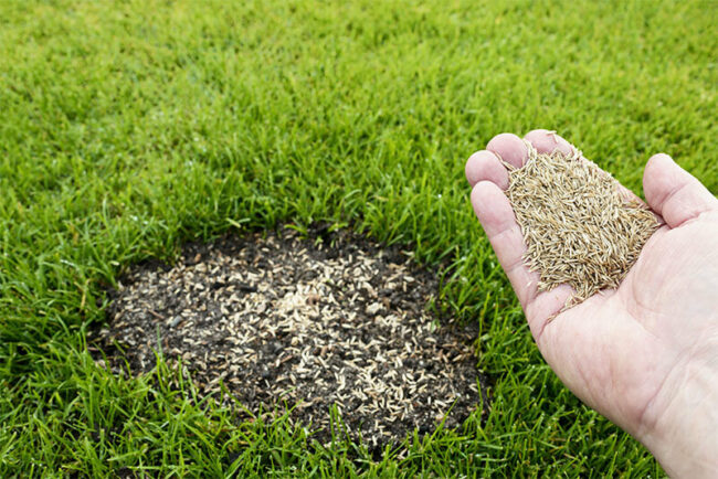 Grass and Specialty Seed 1