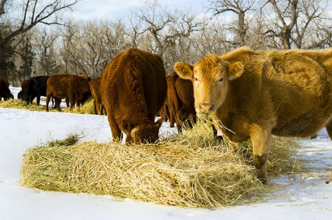 Hay Barley For Feed 1 Hay Barley For Feed 1