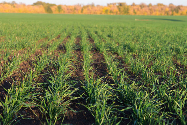 Winter Wheat 1 Winter Wheat 1