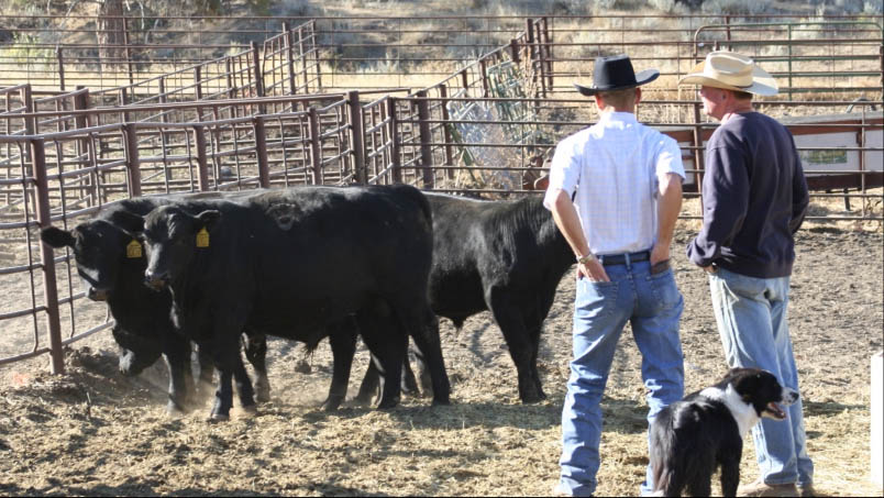 Farm and Ranch Livestock